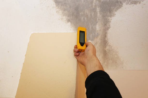 Best Mold Prevention Services  in Calhoun City, MS